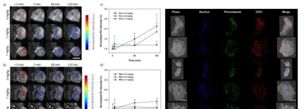 HER2-특이적 MRI 조영제의 용량별 투입 후, 시간에 따른 영상획득을 통해 최적 용량을 확인함(왼쪽). 종양 동물 모델에 약물처리 후, 면역형광염색을 통해 종양 특성을 확인함(오른쪽)