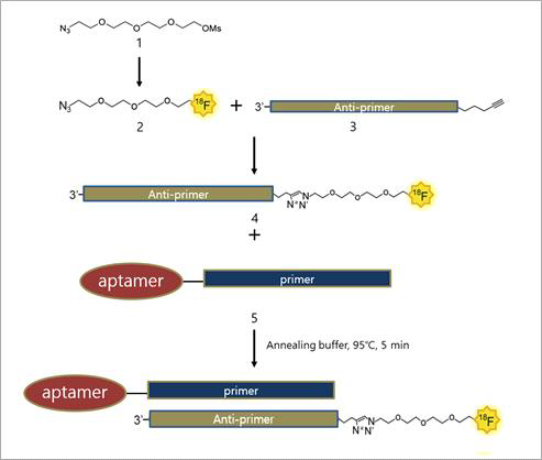 ERBB2 aptamer fluorination 과정