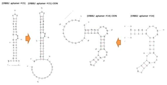 ERBB2 aptamer 전구체 구조