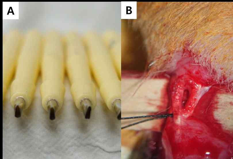 동물실험 힘줄손상 모델 A,B