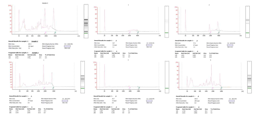 추출 방법에 따른 RNA 농도와 RNA 강도 수