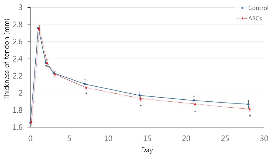 줄기세포군과 대조군에서 초음파 평가를 통하여 관찰된 힘줄의 두께
