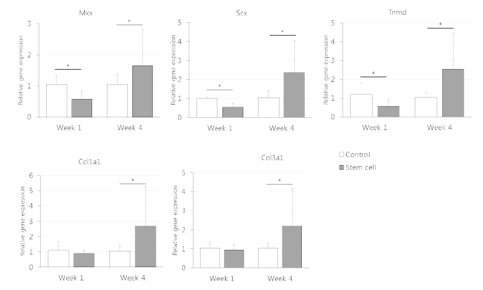 줄기세포군과 대조군에서 다양한 물질의 발현도 차이