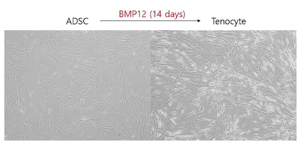 one morphogenic protein-12의 분화 촉진 효과