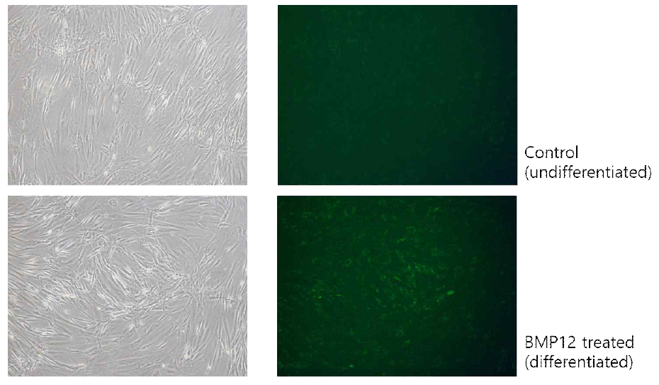 Scleraxis promoter-GFP를 주입한 지방유래줄기세포에서의 GFP 발현