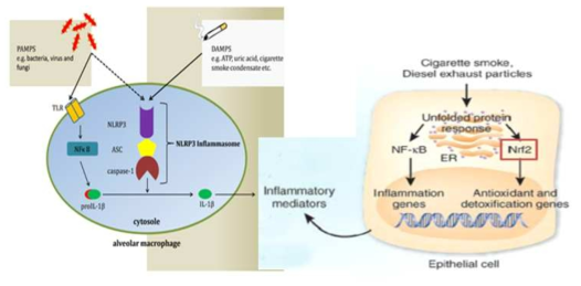 COPD와 관련된 염증 pathway