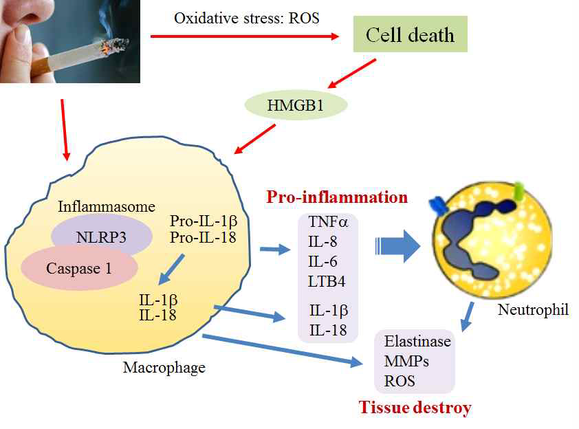 COPD에서의 Inflammation과 tissue remodeling 기전