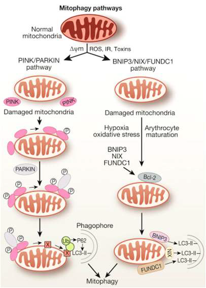 Two pathways for mitophagy