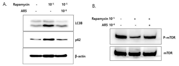 AR5가 mTOR 기능에 미치는 효과