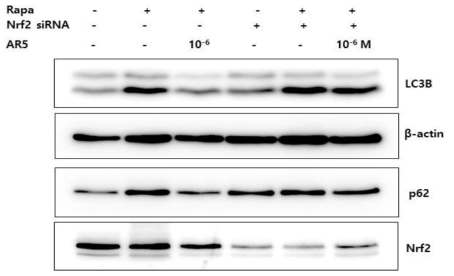 Nrf2가 AR5에 의한 autophagy 억제 효과에 미치는 영향