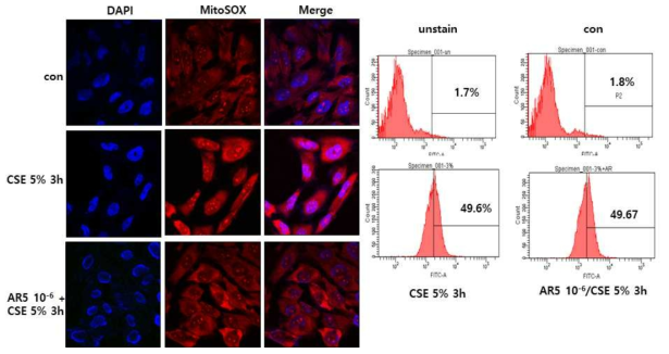 Effect of ABA on mitochondrial ROS production