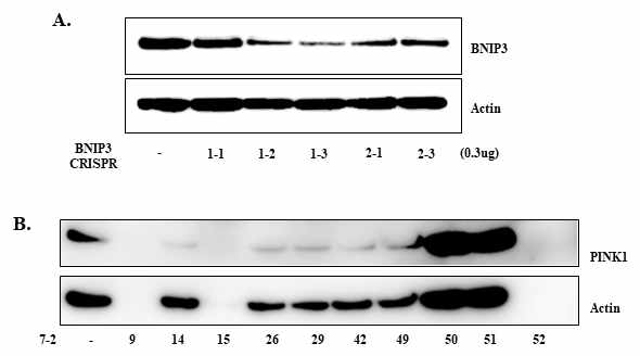 CRISPRE를 이용한 BNIP3, PINK1 deletion mutant 구축