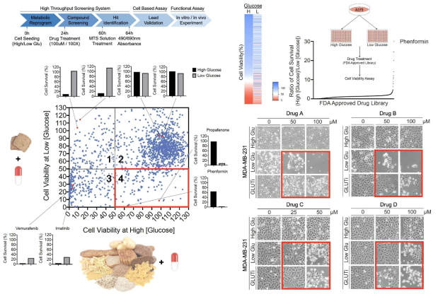 암대사 재프로그래밍을 통한 FDA 승인 약물의 세포사멸 효능을 스크리닝한 결과 저혈당 상황에서 암세포 사멸능력이 월등히 향상되는 다양한 약물을 재창출 함. 저혈당 상황에서 Biguanide 계열의 당뇨병 치료제 Metformin, Phenformin이 가장 강력한 항암 효능을 지님을 발견함. 그 외의 다양한 약물 (고혈압, NSAID 등)의 세포사펼 효능이 low glucose와 시너지가 남을 새롭게 확인함