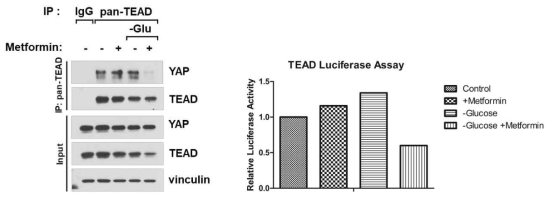 [좌] Glucose Restriction과 Metformin 병용처리에 의해 YAP-TEAD 결합이 억제됨을 확인함. TEAD 단백질을 immunoprecipitation한 뒤, YAP으로 western blot을 진행함. 병용처리에 의해 YAP/TAZ가 인산화되고 TEAD와의 결합이 현저히 감소함을 규명함. [우] Glucose Restriction과 Metformin을 단독으로 처리한 경우에 비해 병용처리 한 경우에 TEAD luciferase activity가 현저하게 감소한 것을 규명함