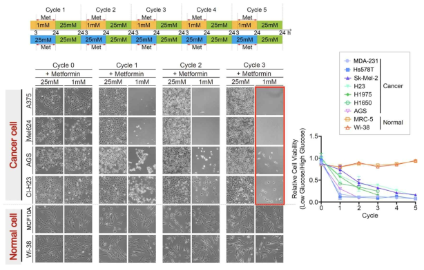 다양한 종류의 암세포주와 정상세포주를 활용하여 생리적인 약물 복용 사이클을 in vitro에서 mimic하기 위한 protocol을 개발하여 24시간 간격으로 약물 처리와 휴지를 반복함. 본 프로토콜에 따라 약물을 처리한 결과. 정상세포의 경우 Glucose restriction과 metformin 병용처리에 의한 세포 성장 억제 효과가 거의 나타나지 않았으며, 세포가 잘 성장하는 것을 확인함. 그러나 암세포의 경우 사이클이 높아질수록 세포 사멸이 현저하게 증가하였으며, sensecence phenotype이 나타남을 확인함