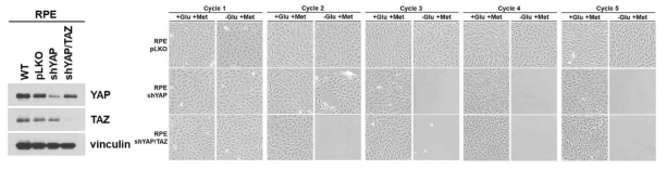 [좌] 정상세포주인 RPE 세포주에서 YAP과 YAP/TAZ knockdown 세포주를 구축함. [우] Control 세포주와 knockdown 세포주를 활용하여 (그림 7)에서 확립한 프로토콜에 따라 실험을 진행함. 사이클이 진행됨에 따라 control 세포주에서는 세포 사멸이 발생하지 않았으며, 세포가 지속적으로 성장하였으나, knockdown 세포주에서는 암세포와 유사하게 사이클이 증가함에 따라 세포가 사멸하는 것을 확인함