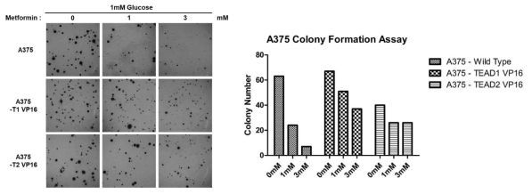 Colony formation assay를 수행한 결과 wild type 세포주는 glucose restriction과 metformin을 병용처리한 경우에 colony formation이 크게 감소하는 것을 확인하였으나, 항상 활성화된 형태의 TEAD-VP16을 과발현한 경우에는 병용처리에도 불구하고 colony를 유지하는 것을 확인함