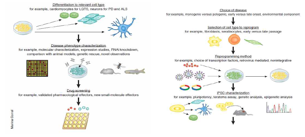 유도만능 줄기세포를 이용한 질병 모델링에 대한 모식도 (2011, Nature medicine)