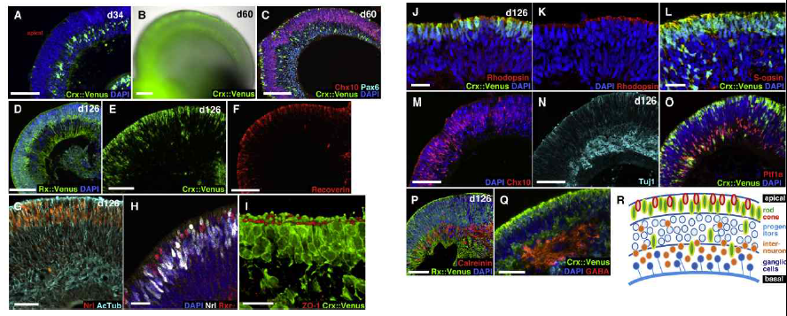 Yoshiki Sasai 가 만든 인간 배아줄기세포로부터 기원한 Retinal organoid. 다양한 마커들을 사용하여, 망막의 전 층을 구성하는 모든 세포로 구성되었음을 밝힘. (2012, Cell stem cell)