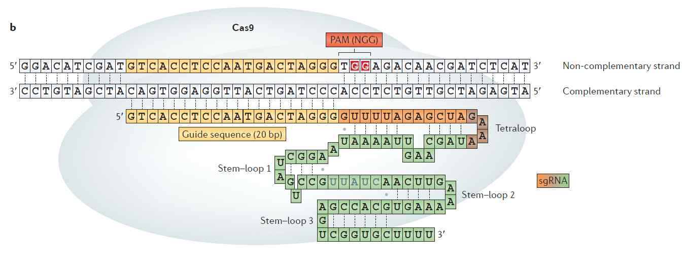 CRISPR/Cas9 유전자 가위를 구성하는 Cas9 단백과 guide RNA (2014, Nature reviews genetics)