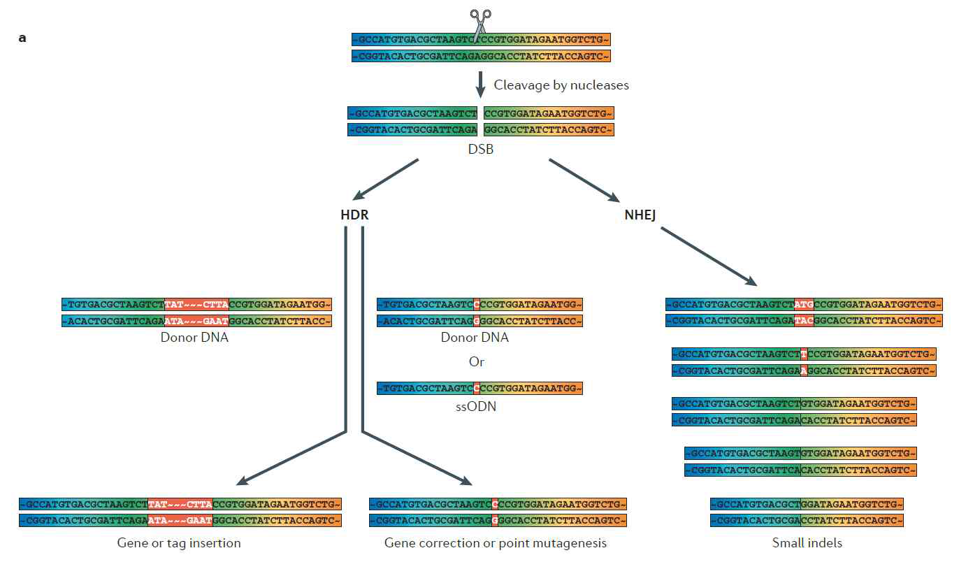 유전가 가위에 의해 발생한 DSB 가 복구되는 메커니즘인 HDR 과 NHEJ를 표현한 그림. (2014, Nature reviews genetics)