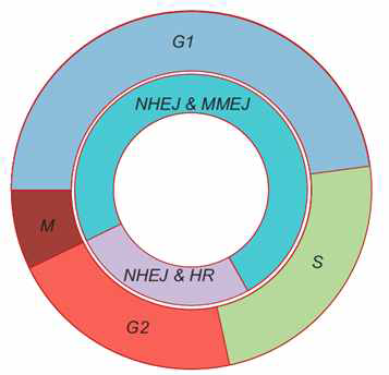 Cell cycle (세포 주기) 마다 작동 가능한 복구 메커니즘이 다름