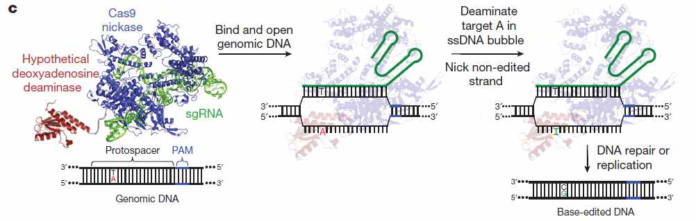 base editor (Programmable base editing of A•T to G•C in genomic DNA without DNA cleavage. Nature 551, 464–471 (2017)