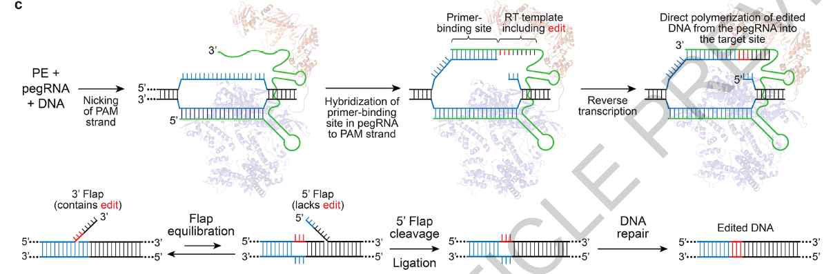 Prime editor (Search-and-replace genome editing without double-strand breaks or donor, DNA 2019, Nature)