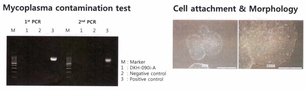 NMNAT1 point mutation iPSC