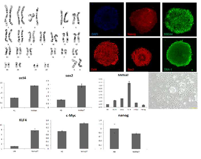 Karyotype 과 Immunocytochemistry를 통해 역분화 줄기세포 특성 확인