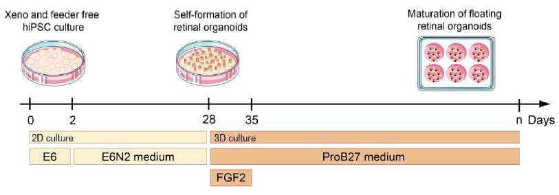 참고한 Stem cells, 2017;35:1176-1188 망막오가노이드 분화 방법.