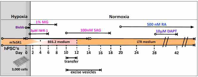 참고한 Scientific Reports;7(766) 망막 오가노이드 분화방법