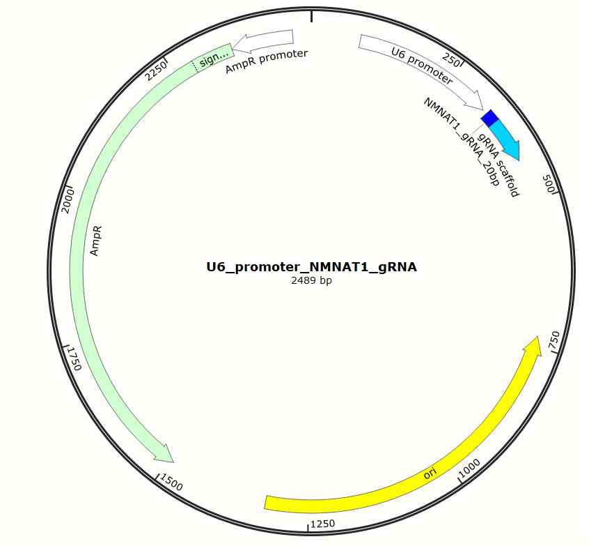 U6 promoter-NMNAT1 gRNA vector map