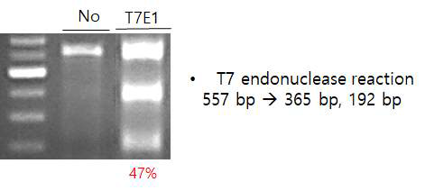 T7E1 endonuclease I 을 이용해 INDEL (insertion or deletion) 확인