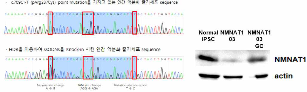 정상 Sequence 로 correction 되었는지 Sanger sequence 과 Western blot을 통해 Protein expression을 확인함.