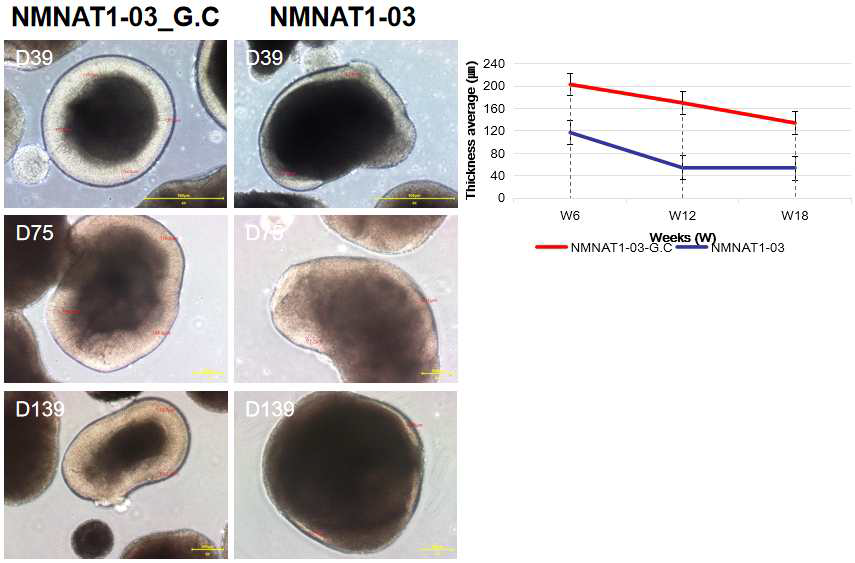 망막 오가노이드 분화 중 Retina layer 를 비교한 사진. (unpublished data)