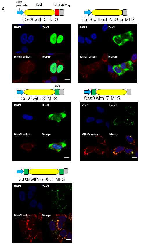 Cas9 에 Nucleus localization sequence (NLS) 와 mitochondria localization