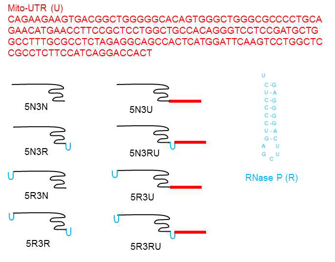 제작한 다양한 조합의 mito-guide RNA