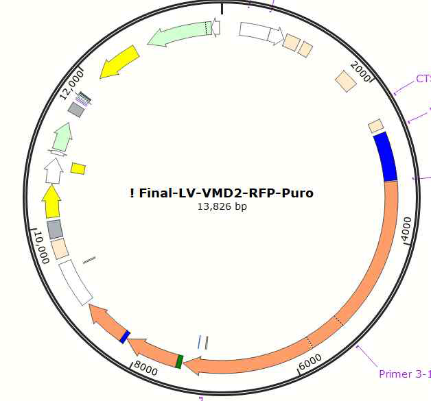 RPE specific Cas9 최종 벡터 맵