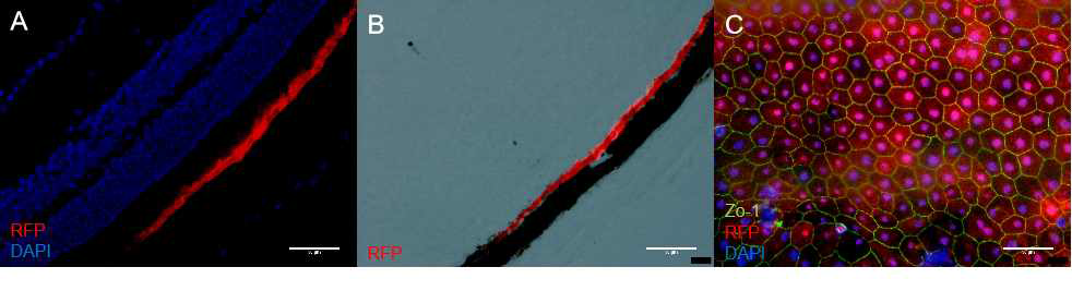 RPE specific CRISPR/Ca9 Lentivirus 를 Mouse subretinal injection 하였을 때 RPE Cell에만 형광이 보임. (A, B. Mouse retina cross section. C. Mouse RPE whole-mounting. scale bar=50μm)