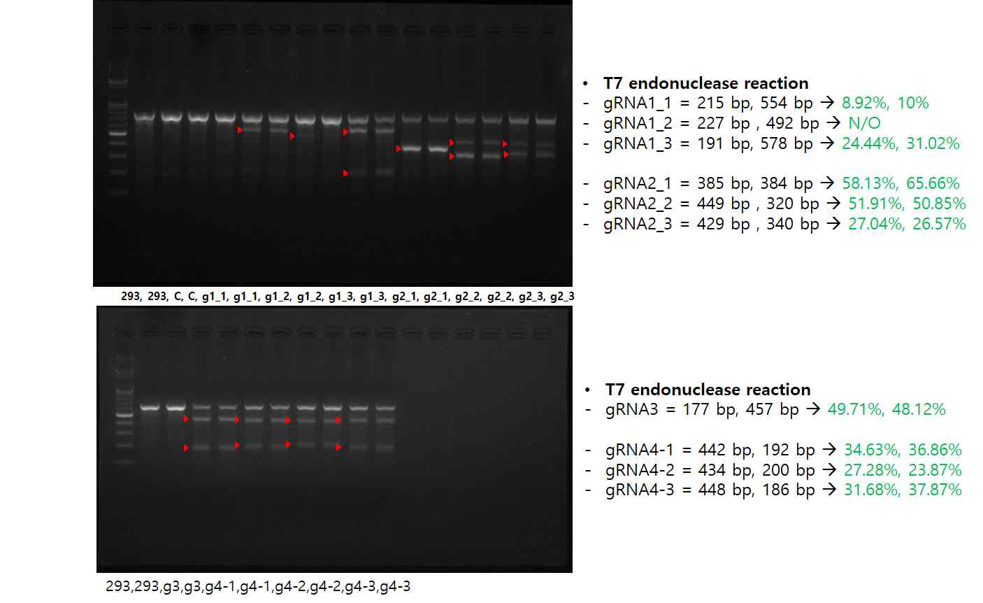 T7 endonucleaseⅠ을 이용해 INDEL (insertion or deletion: INDEL) 확인 (T7E1 assay)