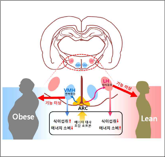 식욕을 조절하는 시상하부의 섭식중추 모식도