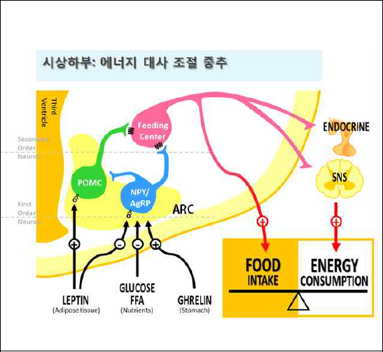 에너지 항상성을 조절하는 시상하부 신경회로