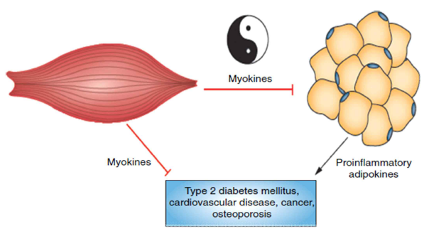 마이오카인과 아디포카인의 경쟁적 대사 조절에 대한 모식도
