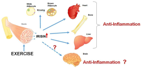 Irisin에 의한 에너지 대사 및 염증반응 조절