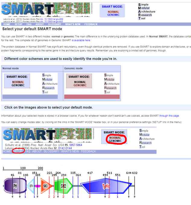 SMART tool을 이용한 단백질의 활성 도메인 분석