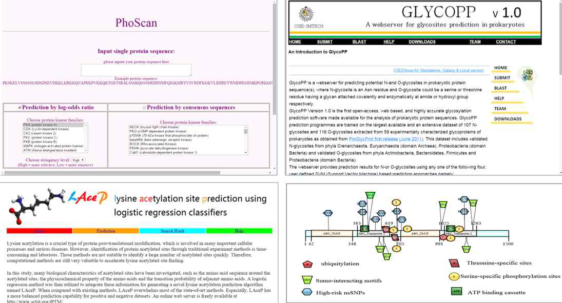 Bioinformatic tool을 이용한 단백질 수식화 site 및 활성 조절기작 예측