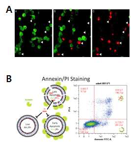 Calcein AM/EthD-1 염색(A), Annexin V/PI 염색(B)를 이용한 세포사멸 확인