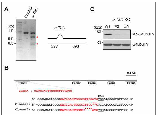 CRISPR/Cas9 시스템을 이용한 미세소관 아 세틸 전이효소 (α-TAT1) 발현 억제 세포주 확립