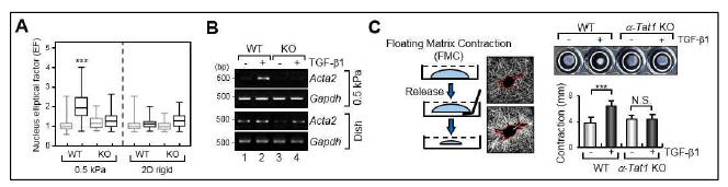 정상 섬유아세포와 α-TAT 녹-아웃 섬유아세포의 TGF-β1에 의한 세포 활성 비교